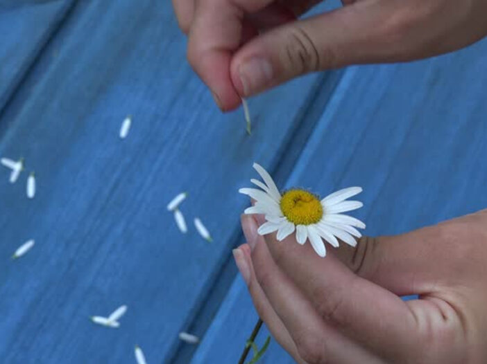Person picking apart a daisy flower