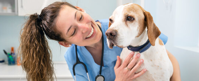Veterinary practice